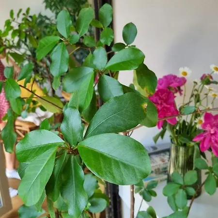 Apartment Jungle