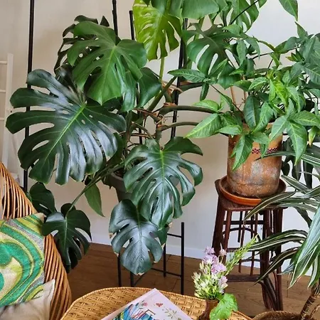 Apartment Jungle Kyiv