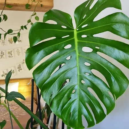 Jungle Apartment *